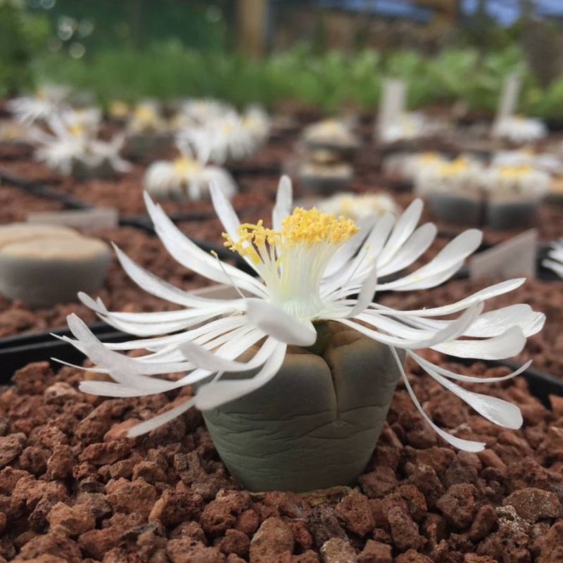 Stone Plant Lithops julii