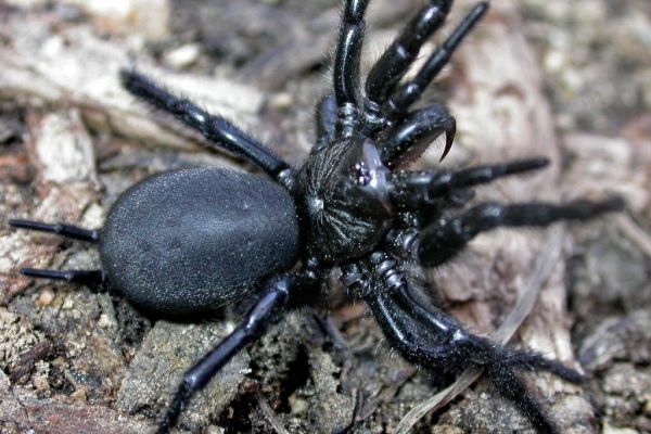 Gibraltar Funnelweb