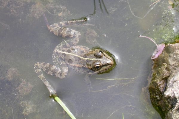 Perez's frog