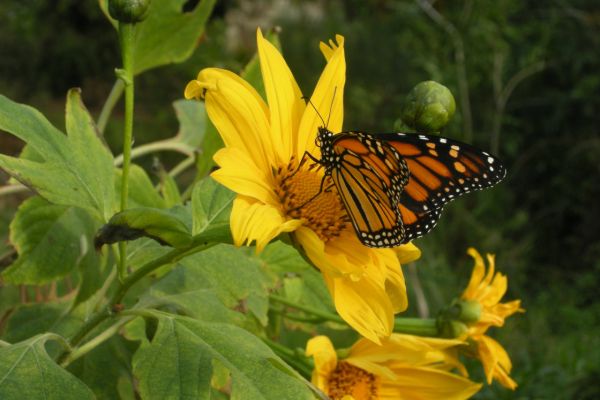 Monarch