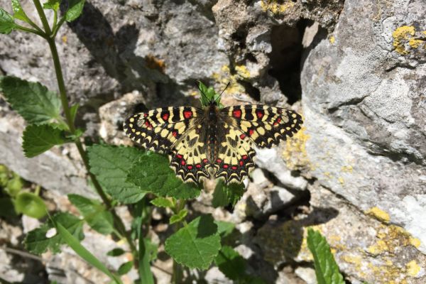 Spanish Festoon